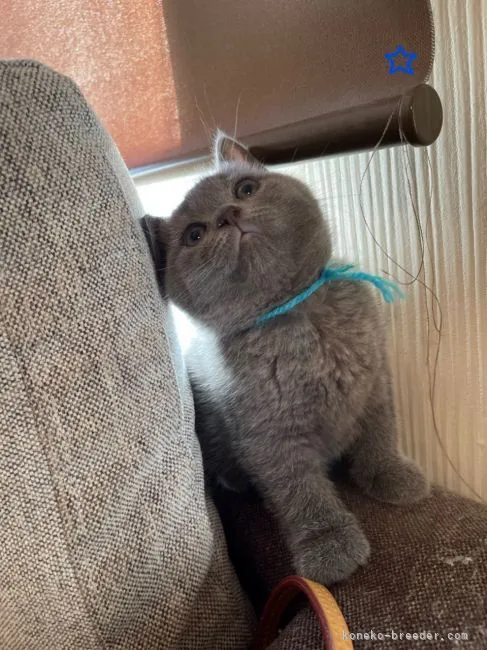ID:2112-02338の子猫