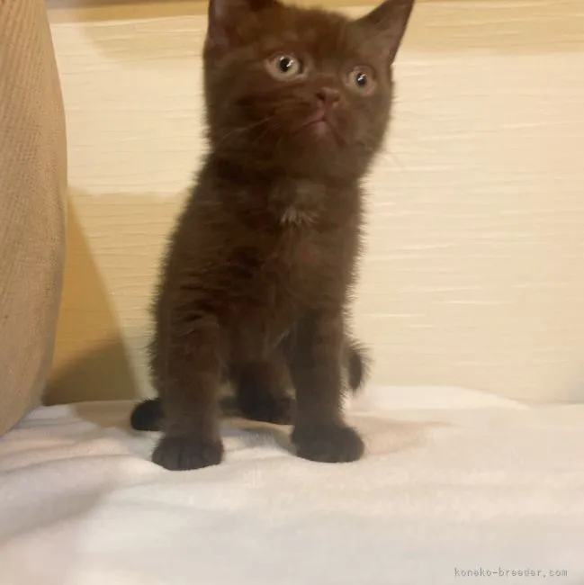 ID:2204-02935の子猫