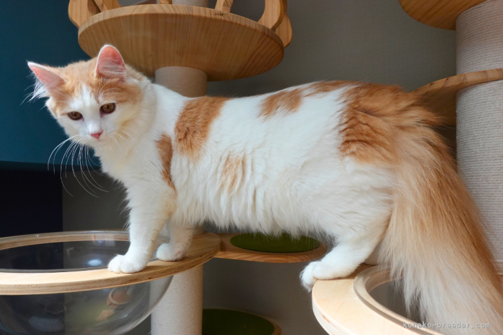 垣内仁志ブリーダーのブログ：【動画】🐾キャットタワーを駆け上がるノルウェージェン子猫🎥✨