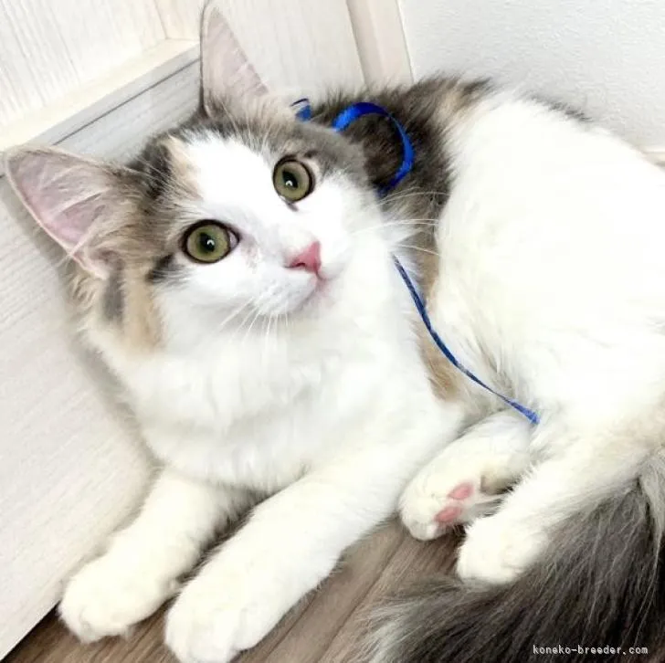 ID：2208-01263の子猫