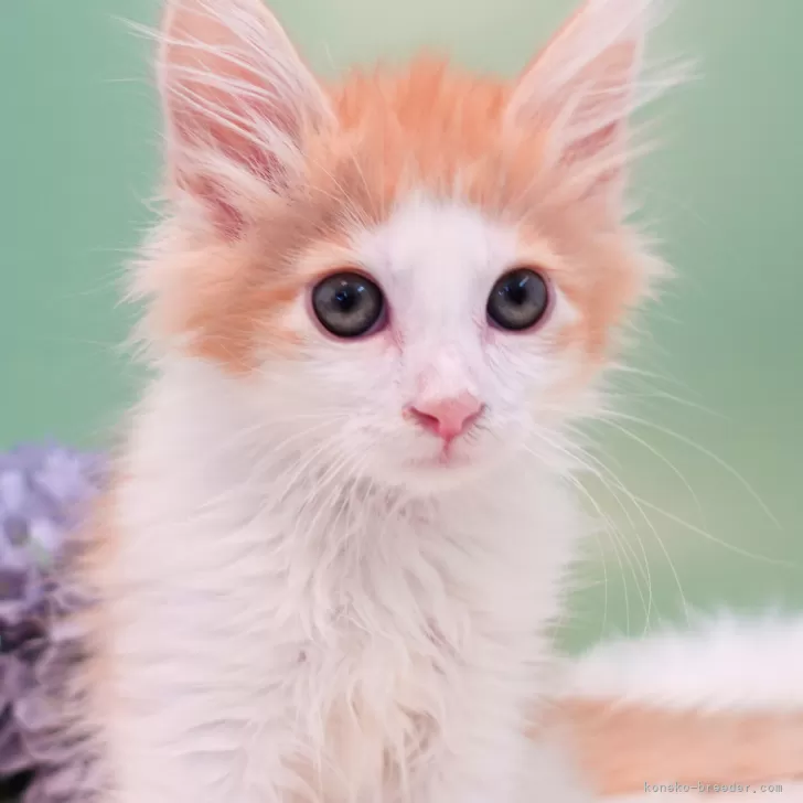 ID：2410-02499の子猫