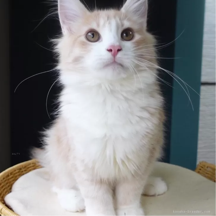 K.K 様のお迎えした子猫