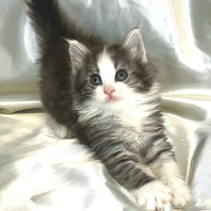 ID：2304-01960の子猫