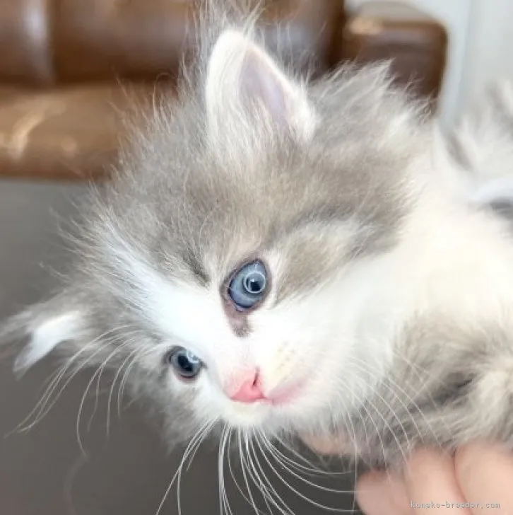 ID:2306-00169の子猫