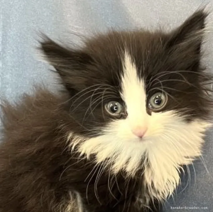 ID：2303-01776の子猫