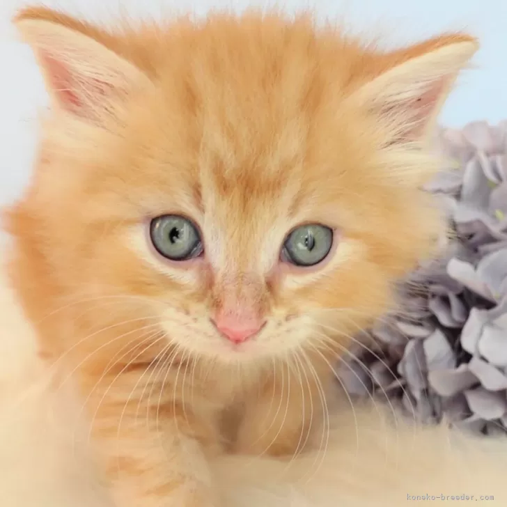 blue 様のお迎えした子猫