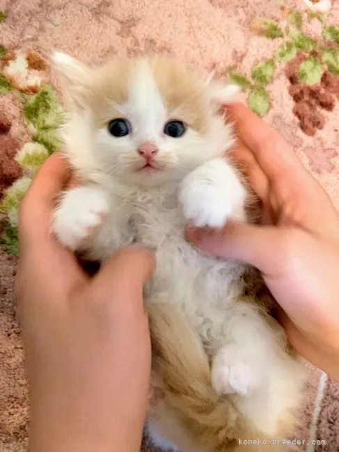 ID:2106-00545の子猫