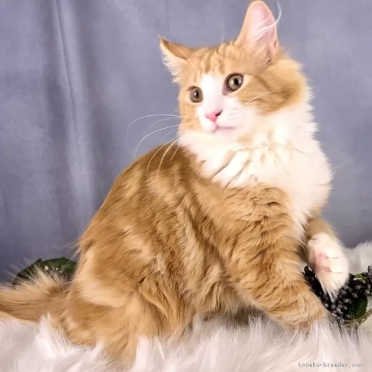 ID：2310-01496の子猫