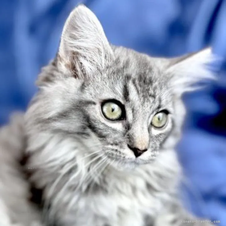 ID:2308-00915の子猫