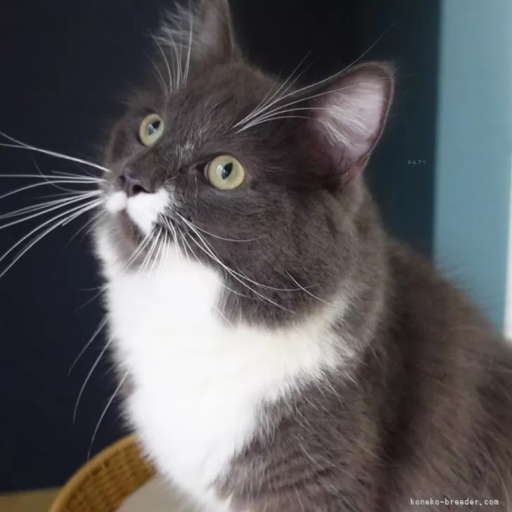 ID：2311-01029の子猫