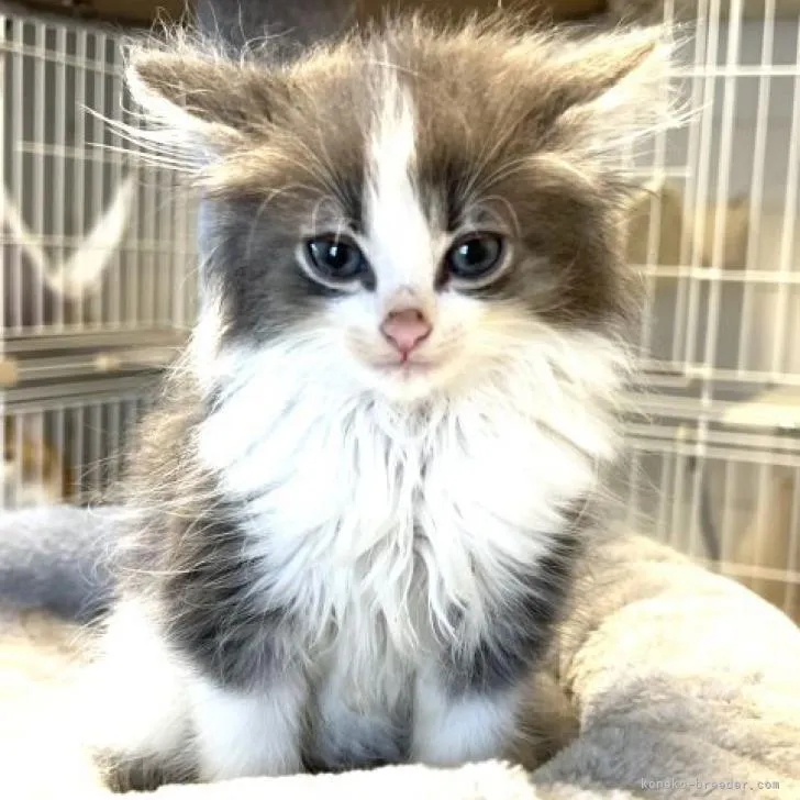 kn 様のお迎えした子猫