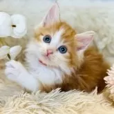 ノルウェージャンフォレストキャット【神奈川県・男の子・2023年11月27日・レッドクラッシックタビー&ホワイト】の写真1