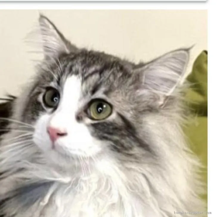ID：2205-02156の子猫