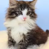 ノルウェージャンフォレストキャット【神奈川県・男の子・2024年7月5日・ブラウンマッカレルタビー&ホワイト】の写真2