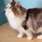 ノルウェージャンフォレストキャット【・男の子・2024年1月16日・ブラウンマッカレルタビー&ホワイト】