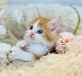 ノルウェージャンフォレストキャット【神奈川県・男の子・2023年11月27日・レッドクラッシックタビー&ホワイト】の写真3