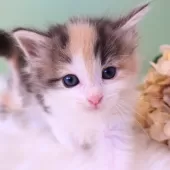 ノルウェージャンフォレストキャット【神奈川県・女の子・2025年5月8日・ブルーパッチドマッカレルタビー&ホワイト】の写真15