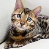 ベンガル【神奈川県・男の子・2025年8月8日・ブラウンスポテッドタビー(ロゼット)】の写真11