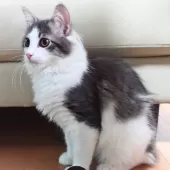 ノルウェージャンフォレストキャット【神奈川県・男の子・2025年7月6日・ブルーマッカレルタビー&ホワイト】の写真3「遊び部屋で自由に走ったり、幼い頃から良質な環境で育てています🌱✨」