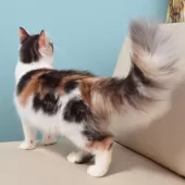 ノルウェージャンフォレストキャット【神奈川県・女の子・2025年5月12日・ブルークラシックトービィ&ホワイト】の写真4「よく食べよく遊び、好奇心一杯の表情豊かな子に成長しています😺🌟」