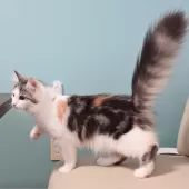 ノルウェージャンフォレストキャット【神奈川県・女の子・2025年5月12日・シルバークラシックトービィ&ホワイト】の写真5「猫や人との触れ合いから順応性や社交性が育まれ、飼いやすいです🏡💖」