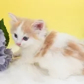 ノルウェージャンフォレストキャット【神奈川県・男の子・2025年9月25日・クリーム&ホワイト】の写真11