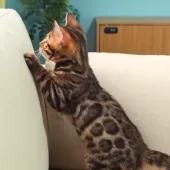 ベンガル【神奈川県・男の子・2025年8月8日・ブラウンスポテッドタビー(ロゼット)】の写真9