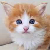 ノルウェージャンフォレストキャット【神奈川県・男の子・2026年1月16日・レッドマッカレルタビー&ホワイト】の写真13