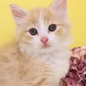 ノルウェージャンフォレストキャット【神奈川県・男の子・2024年11月24日・クリームクラシックタビー&ホワイト】の写真11