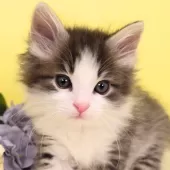 ノルウェージャンフォレストキャット【神奈川県・男の子・2024年11月2日・ブルーマッカレルタビー&ホワイト】の写真12