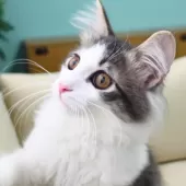 ノルウェージャンフォレストキャット【神奈川県・男の子・2025年7月6日・ブルーマッカレルタビー&ホワイト】の写真5「猫や人との触れ合いから順応性や社交性が育まれ、飼いやすいです🏡💖」