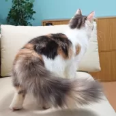 ノルウェージャンフォレストキャット【神奈川県・女の子・2025年5月12日・ブルークラシックトービィ&ホワイト】の写真5「猫や人との触れ合いから順応性や社交性が育まれ、飼いやすいです🏡💖」