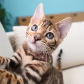 ベンガル【神奈川県・女の子・2025年8月8日・ブラウンスポテッドタビー(ロゼット)】の写真2「沢山の愛情を込めて、人とも猫とも仲良くなれる子猫を育てています🐾💕」