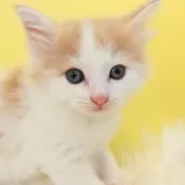 ノルウェージャンフォレストキャット【神奈川県・男の子・2025年9月25日・クリーム&ホワイト】の写真12