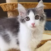 ノルウェージャンフォレストキャット【神奈川県・男の子・2025年7月6日・ブルーマッカレルタビー&ホワイト】の写真12