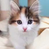 ノルウェージャンフォレストキャット【神奈川県・女の子・2025年12月12日・ブラウンマッカレルトービィ&ホワイト】の写真6