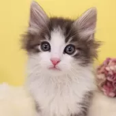 ノルウェージャンフォレストキャット【神奈川県・男の子・2024年11月2日・ブルーマッカレルタビー&ホワイト】の写真8