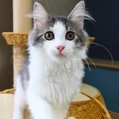 ノルウェージャンフォレストキャット【神奈川県・男の子・2025年7月6日・ブルーマッカレルタビー&ホワイト】の写真2「沢山の愛情を込めて、人とも猫とも仲良くなれる子猫を育てています🐾💕」