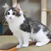 ノルウェージャンフォレストキャット【神奈川県・男の子・2025年7月6日・ブルーマッカレルタビー&ホワイト】の写真3「遊び部屋で自由に走ったり、幼い頃から良質な環境で育てています🌱✨」