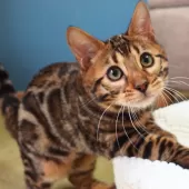 ベンガル【神奈川県・男の子・2025年8月8日・ブラウンスポテッドタビー(ロゼット)】の写真6