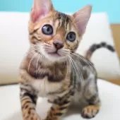 ベンガル【神奈川県・女の子・2025年8月8日・ブラウンスポテッドタビー(ロゼット)】の写真3「遊び部屋で自由に走ったり、幼い頃から良質な環境で育てています🌱✨」