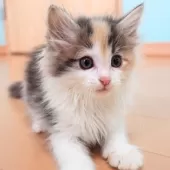 ノルウェージャンフォレストキャット【神奈川県・女の子・2025年5月8日・ブルーパッチドマッカレルタビー&ホワイト】の写真9