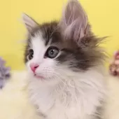 ノルウェージャンフォレストキャット【神奈川県・男の子・2024年11月2日・ブルーマッカレルタビー&ホワイト】の写真9