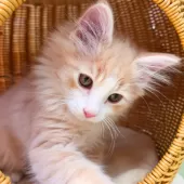 ノルウェージャンフォレストキャット【神奈川県・男の子・2024年11月24日・クリームクラシックタビー&ホワイト】の写真2「沢山の愛情を込めて、人とも猫とも仲良くなれる子猫を育てています🐾💕」