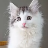 ノルウェージャンフォレストキャット【神奈川県・男の子・2025年9月29日・ブラウンマッカレルタビー&ホワイト】の写真5「猫や人との触れ合いから順応性や社交性が育まれ、飼いやすいです🏡💖」