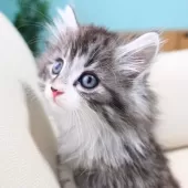 ノルウェージャンフォレストキャット【神奈川県・男の子・2025年9月29日・シルバーマッカレルタビー&ホワイト】の写真8