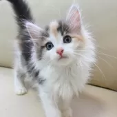 ノルウェージャンフォレストキャット【神奈川県・女の子・2025年5月8日・ブルーパッチドマッカレルタビー&ホワイト】の写真5「猫や人との触れ合いから順応性や社交性が育まれ、飼いやすいです🏡💖」