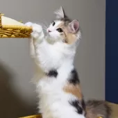 ノルウェージャンフォレストキャット【神奈川県・女の子・2025年5月12日・ブルーパッチドマッカレルタビー&ホワイト】の写真4「よく食べよく遊び、好奇心一杯の表情豊かな子に成長しています😺🌟」