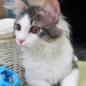 ノルウェージャンフォレストキャット【神奈川県・男の子・2025年7月6日・ブルーマッカレルタビー&ホワイト】の写真4「よく食べよく遊び、好奇心一杯の表情豊かな子に成長しています😺🌟」