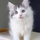 ノルウェージャンフォレストキャット【神奈川県・男の子・2025年9月29日・ブラウンマッカレルタビー&ホワイト】の写真6